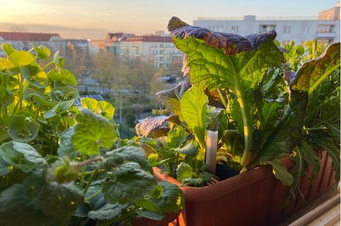 Zwei Balkonkästen mit Asiasalt, Postelein und Gundermann
