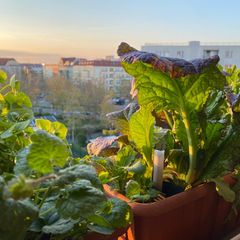 Zwei Balkonkästen mit Asiasalt, Postelein und Gundermann