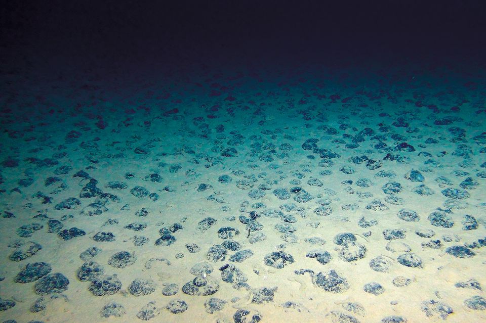 Dicht an dicht liegen die Manganknollen auf dem Meeres­boden in der Clarion-Clipperton-Zone im Nordostpazifik