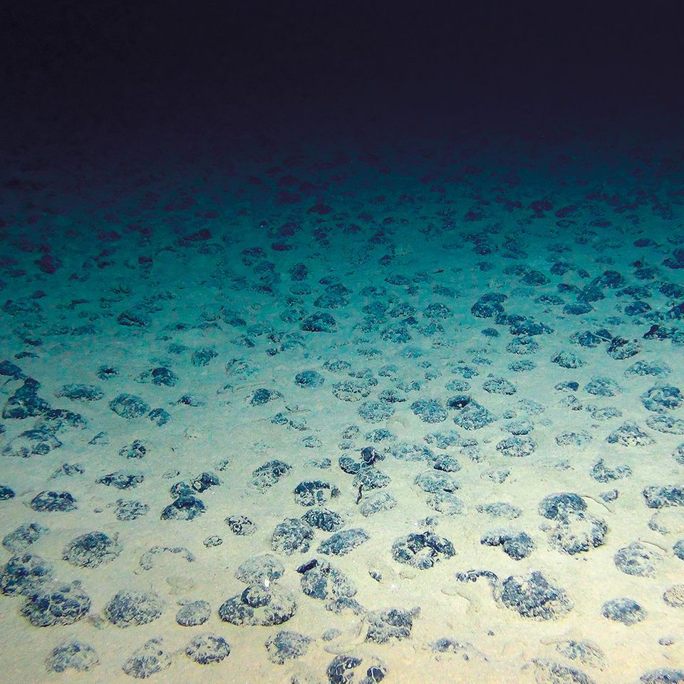 Interessant für den Tiefseebergbau: Manganknollen am Meeresboden