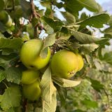 Ein vollbehangener Apfelbaum auf dem Balkon