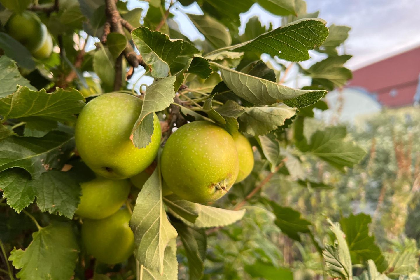 Ein vollbehangener Apfelbaum auf dem Balkon