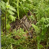 Stockente brütet inmitten von Gestrüpp auf dem Balkon