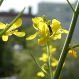 Eine schmale Wildbiene sitzt auf einer gelben Asialatblüte