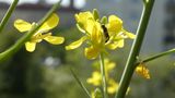Eine schmale Wildbiene sitzt auf einer gelben Asialatblüte