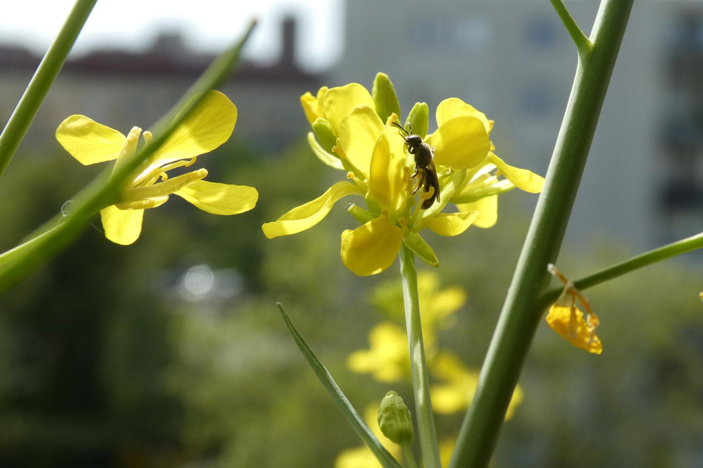 Eine schmale Wildbiene sitzt auf einer gelben Asialatblüte
