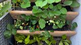 Vertikalbeet mit mehreren Etagen, in denen Zuchhini, Kohlrabi, Kapuzinerkresse, Erdbeeren und Salat wachsen