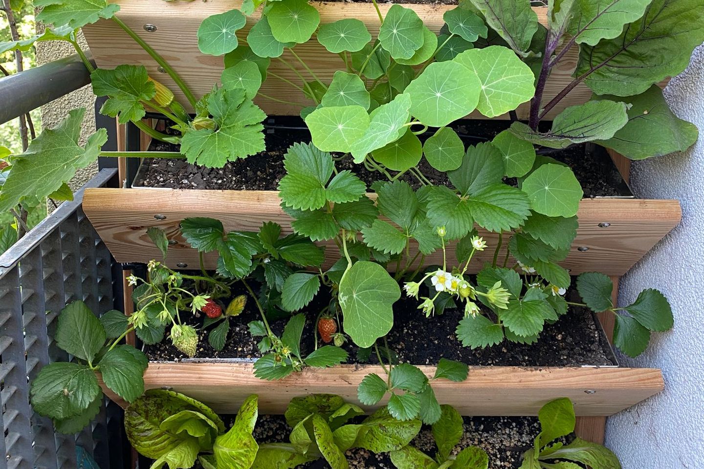 Vertikalbeet mit mehreren Etagen, in denen Zuchhini, Kohlrabi, Kapuzinerkresse, Erdbeeren und Salat wachsen