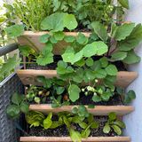 Vertikalbeet mit mehreren Etagen, in denen Zuchhini, Kohlrabi, Kapuzinerkresse, Erdbeeren und Salat wachsen