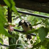 Ein Buntspecht sitzt auf dem Balkongeländer neben einer Brennnessel und schaut neugierig