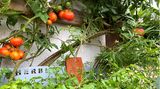Tomaten und Franzosenkraut in einem Vertikalbeet
