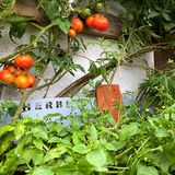 Tomaten und Franzosenkraut in einem Vertikalbeet