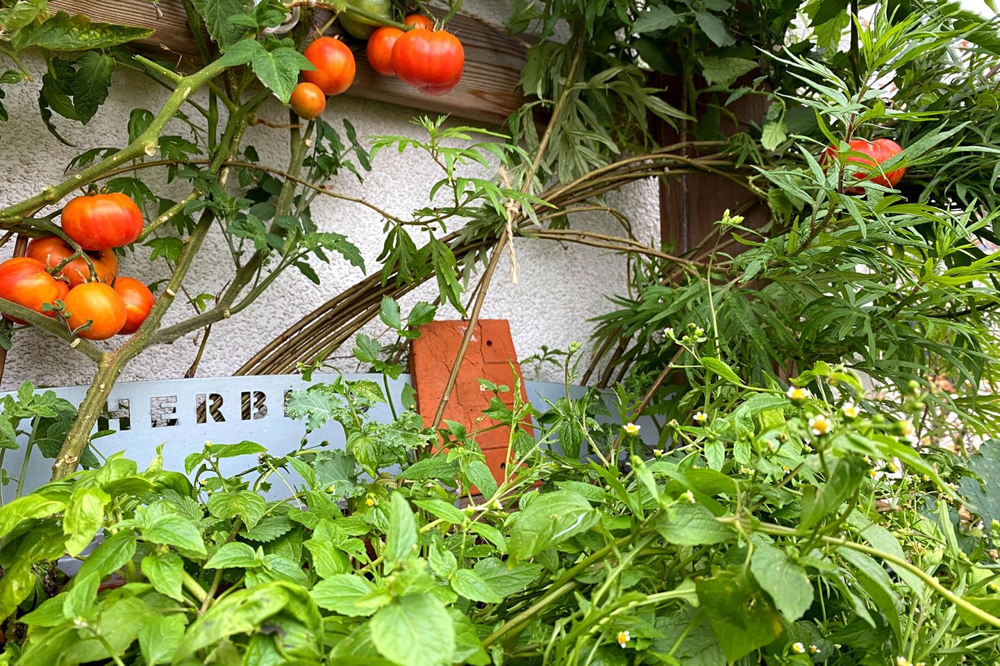Tomaten und Franzosenkraut in einem Vertikalbeet