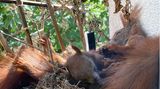 Zwei junge Eichhörnchen liegen eingeguschelt in ihrem Nest auf dem Fensterbrett