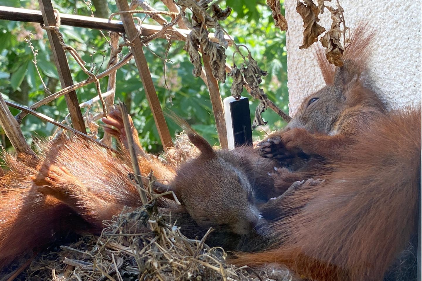Zwei junge Eichhörnchen liegen eingeguschelt in ihrem Nest auf dem Fensterbrett