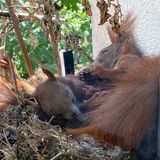 Zwei junge Eichhörnchen liegen eingeguschelt in ihrem Nest auf dem Fensterbrett