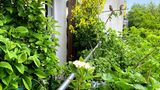 Ein schmaler von Pflanzen zugewucherter Balkon im obersten Stockwerk. Auf einem Ast sitzen zwei Spatzen