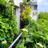 Ein schmaler von Pflanzen zugewucherter Balkon im obersten Stockwerk. Auf einem Ast sitzen zwei Spatzen