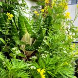 Vertikalbeet mit Mangold, Asiasalaten, Feldsalat im Mai