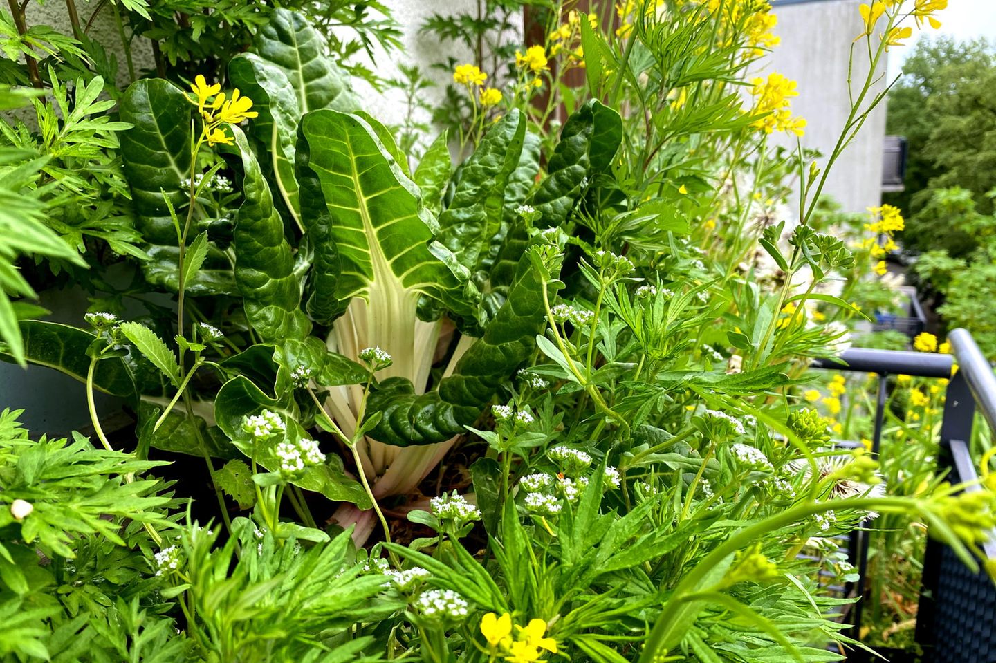 Vertikalbeet mit Mangold, Asiasalaten, Feldsalat im Mai