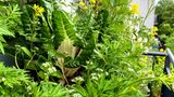 Vertikalbeet mit Mangold, Asiasalaten, Feldsalat im Mai