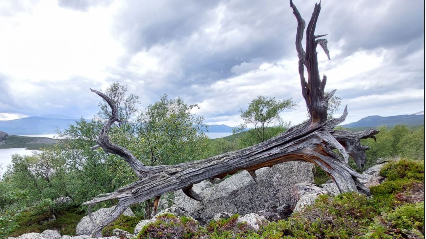 Um die Mittelalter-Temperaturen zu rekonstruieren, untersuchten die Forschenden unter anderem abgestorbene Waldkiefern
