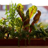 Riesenlöwenzahn, Mangold, Blutampfer, Hirschhornwegerich im Balkonkasten