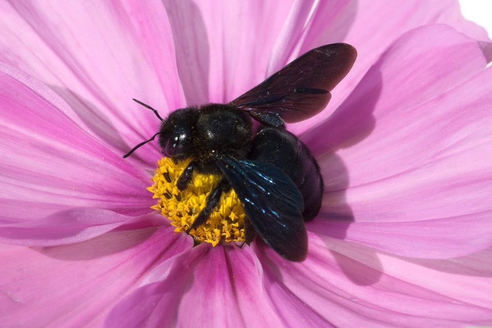 Große Blaue Holzbiene sitzt auf einer Blume