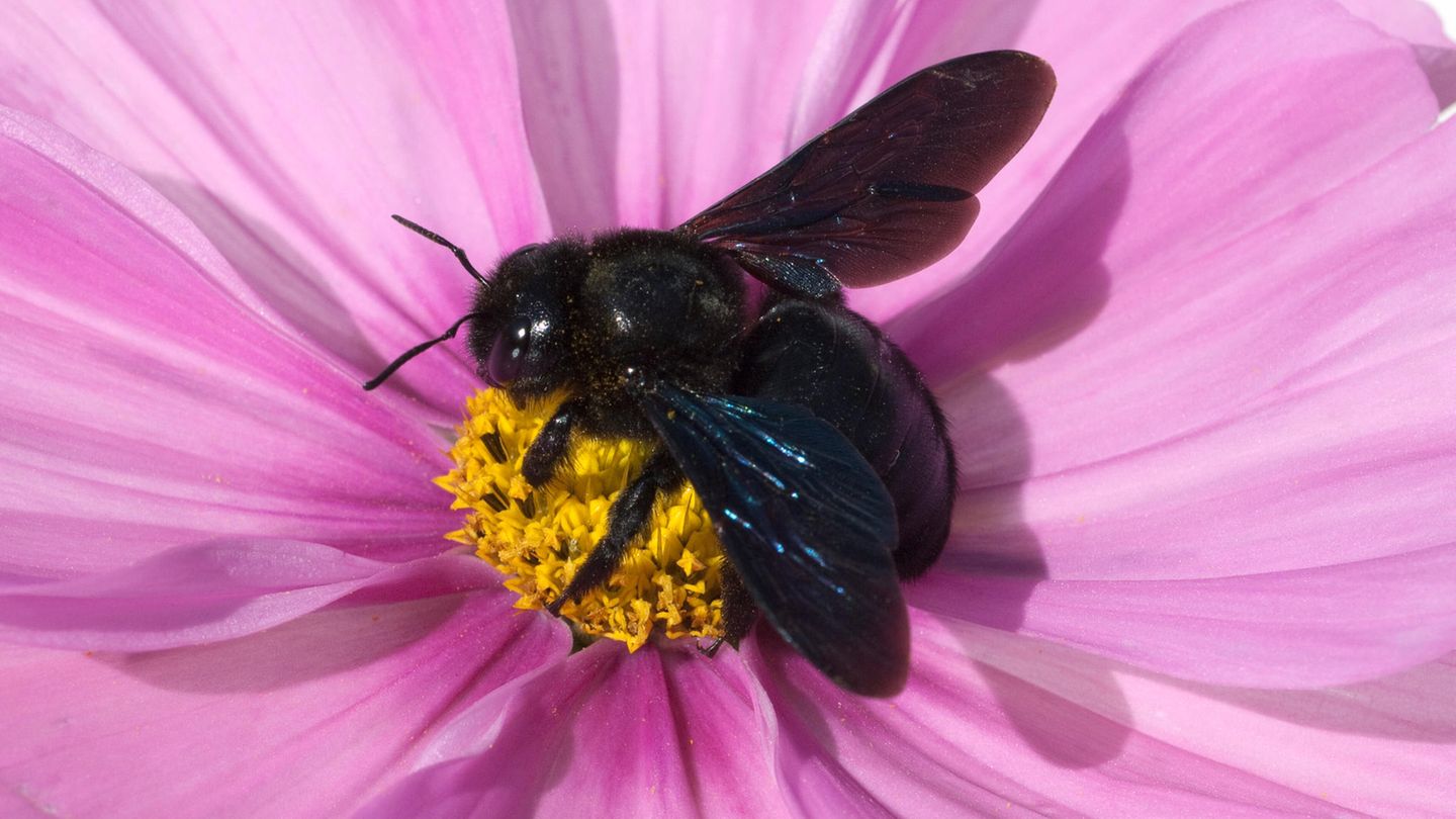 Große Blaue Holzbiene sitzt auf einer Blume