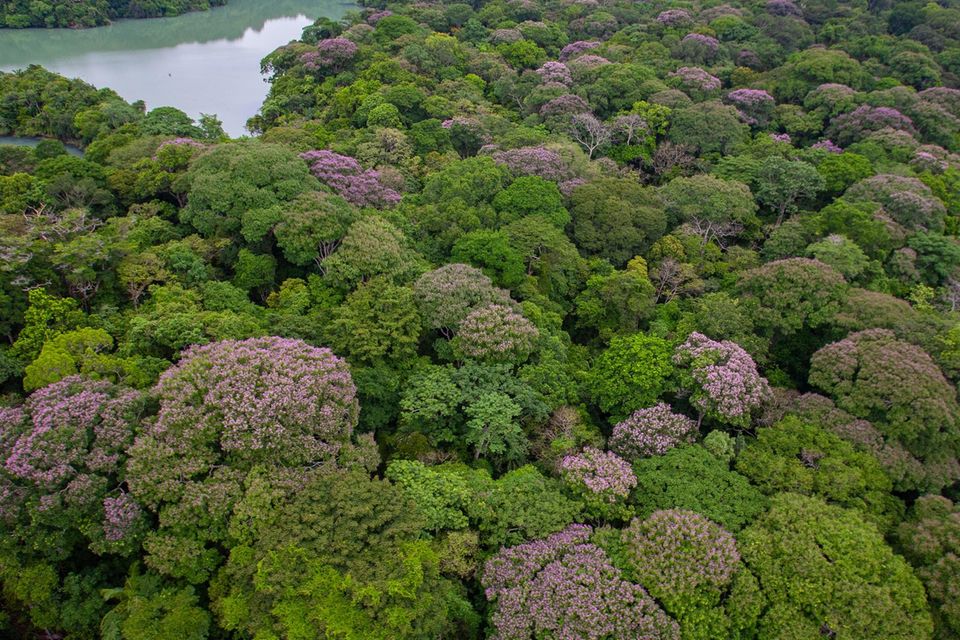 Die Entfernung zwischen den violett blühenden Bäumen der Art Dipteryx oleifera ist in Panama 5,5 Mal so groß wie erwartet