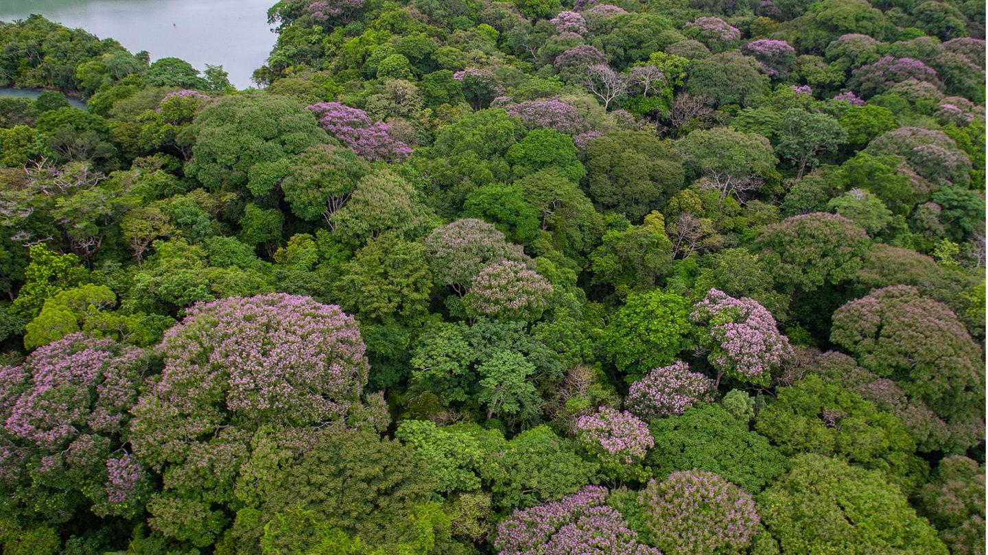 Die Entfernung zwischen den violett blühenden Bäumen der Art Dipteryx oleifera ist in Panama 5,5 Mal so groß wie erwartet