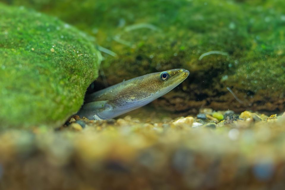 "Fisch-Türklingel": So helfen Internetnutzer in aller Welt Fischen in einer Utrechter Gracht beim Wandern