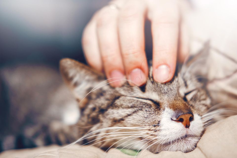 Katze wird am Kopf gekrault  1.5004