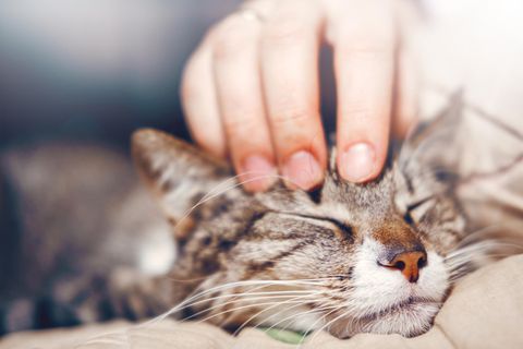 Katze wird am Kopf gekrault