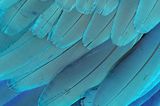 Federn eines Blauen Ara Papageis von Svyatoslav Oleynik