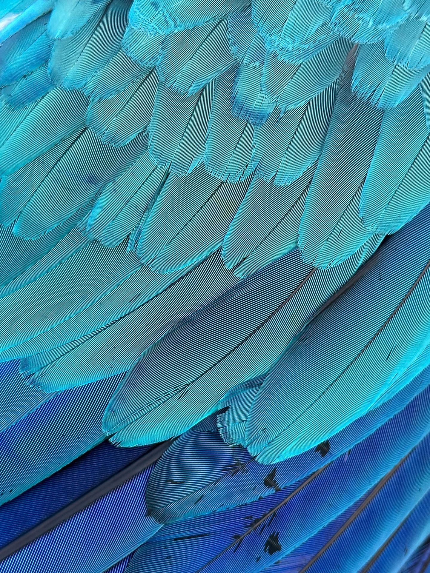 Federn eines Blauen Ara Papageis von Svyatoslav Oleynik