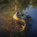 Frosch von Elliot Ferguson