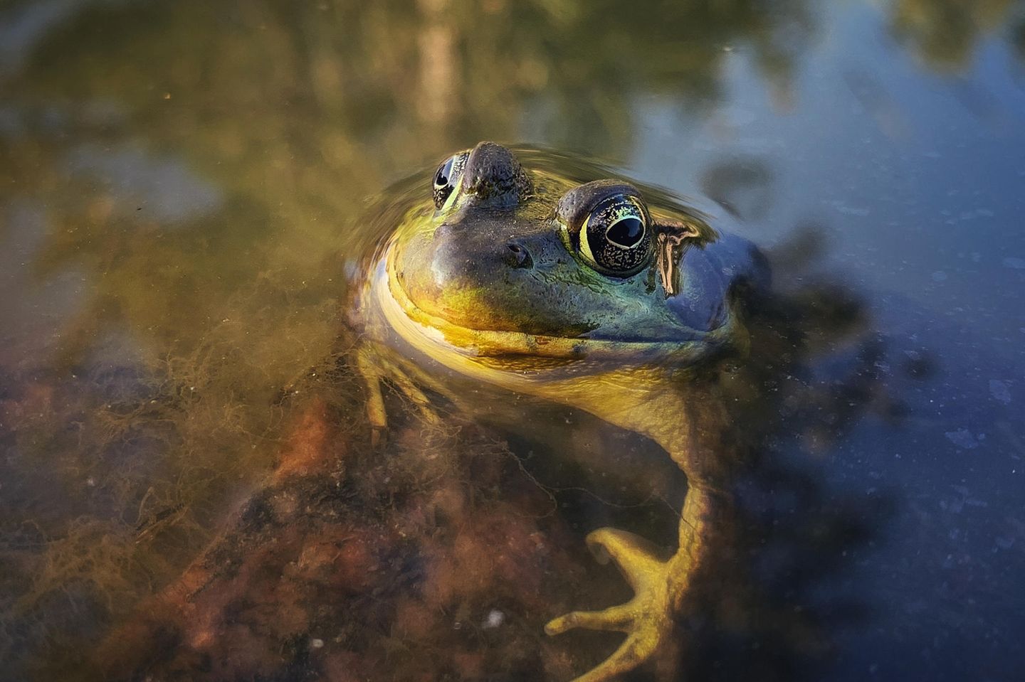Frosch von Elliot Ferguson