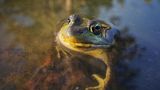 Frosch von Elliot Ferguson