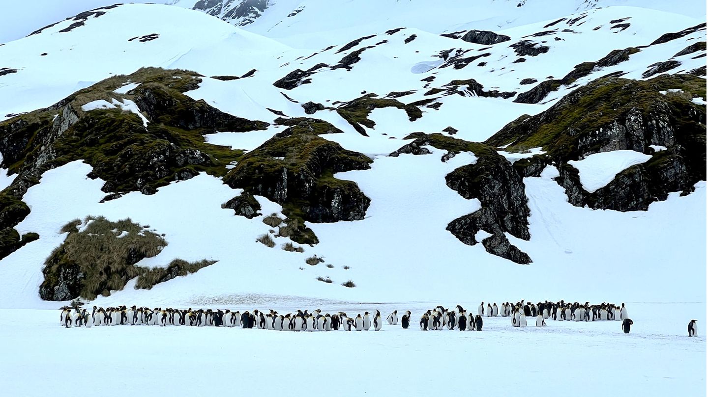 Pinguine vor Berg