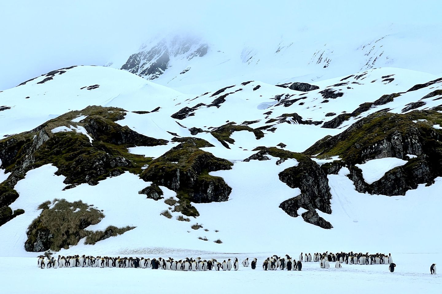 Pinguine vor Berg
