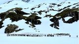 Pinguine vor Berg