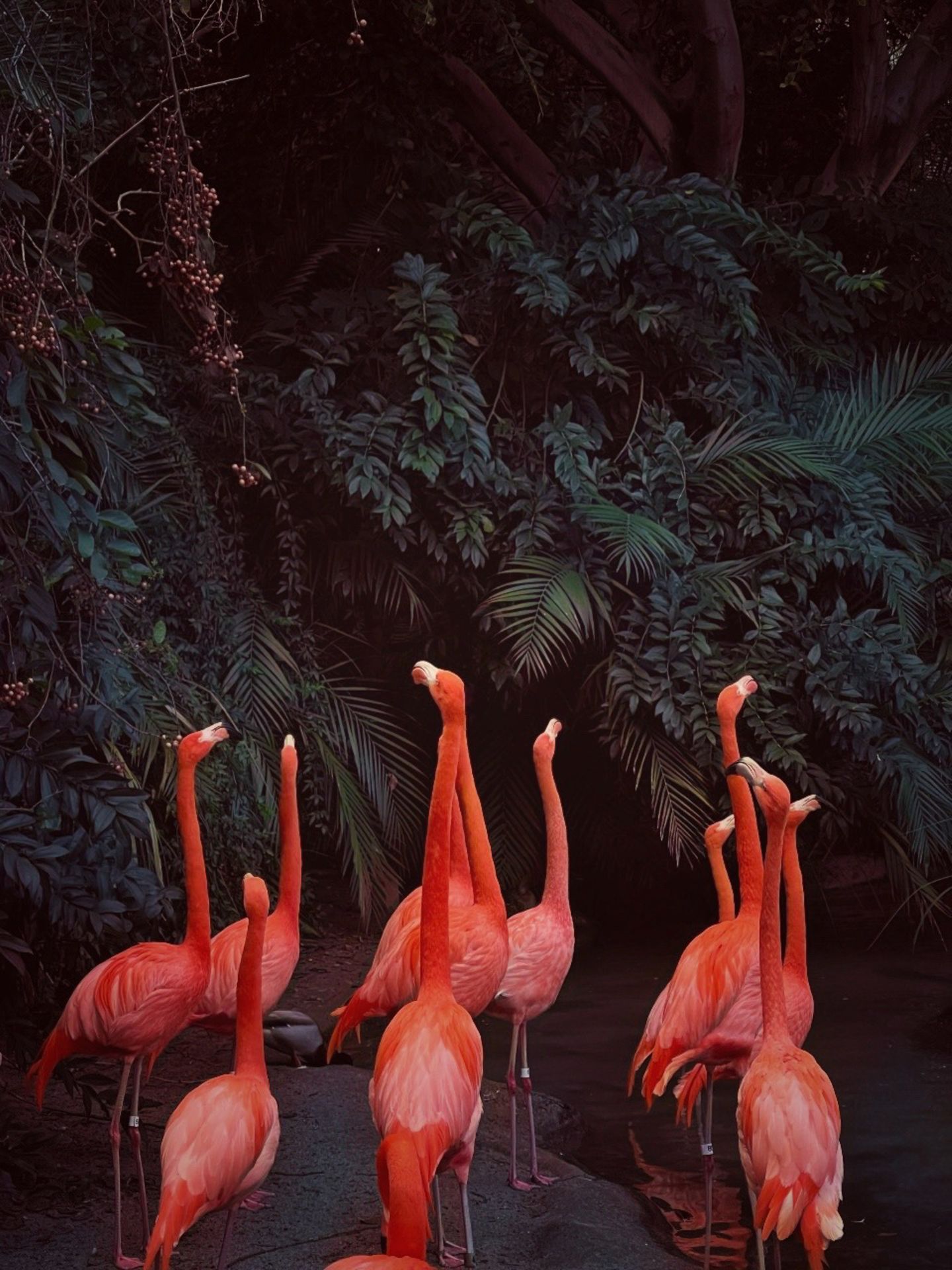 Flamingos von Skye Snyder