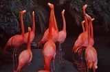 Flamingos von Skye Snyder