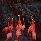 Flamingos von Skye Snyder