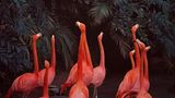 Flamingos von Skye Snyder