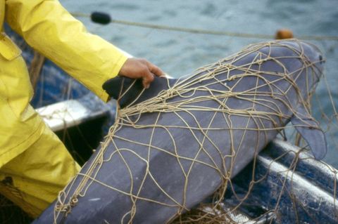 Ein Vaquita, ein Kalifornischer Schweinswal, im Netz eines Fischers vor der Küste von Mexiko. Der Meeressäuger ist vom Aussterbe