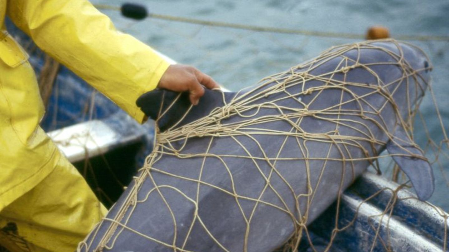 Ein Vaquita, ein Kalifornischer Schweinswal, im Netz eines Fischers vor der Küste von Mexiko. Der Meeressäuger ist vom Aussterbe