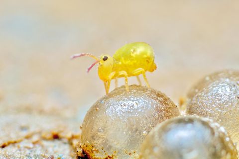 Springschwänze, hier Dicyrtomina minuta, sind nur ein, zwei Millimeter lang und haben eine blassgoldene Farbe. Sie tragen im Boden zur Humusbildung bei