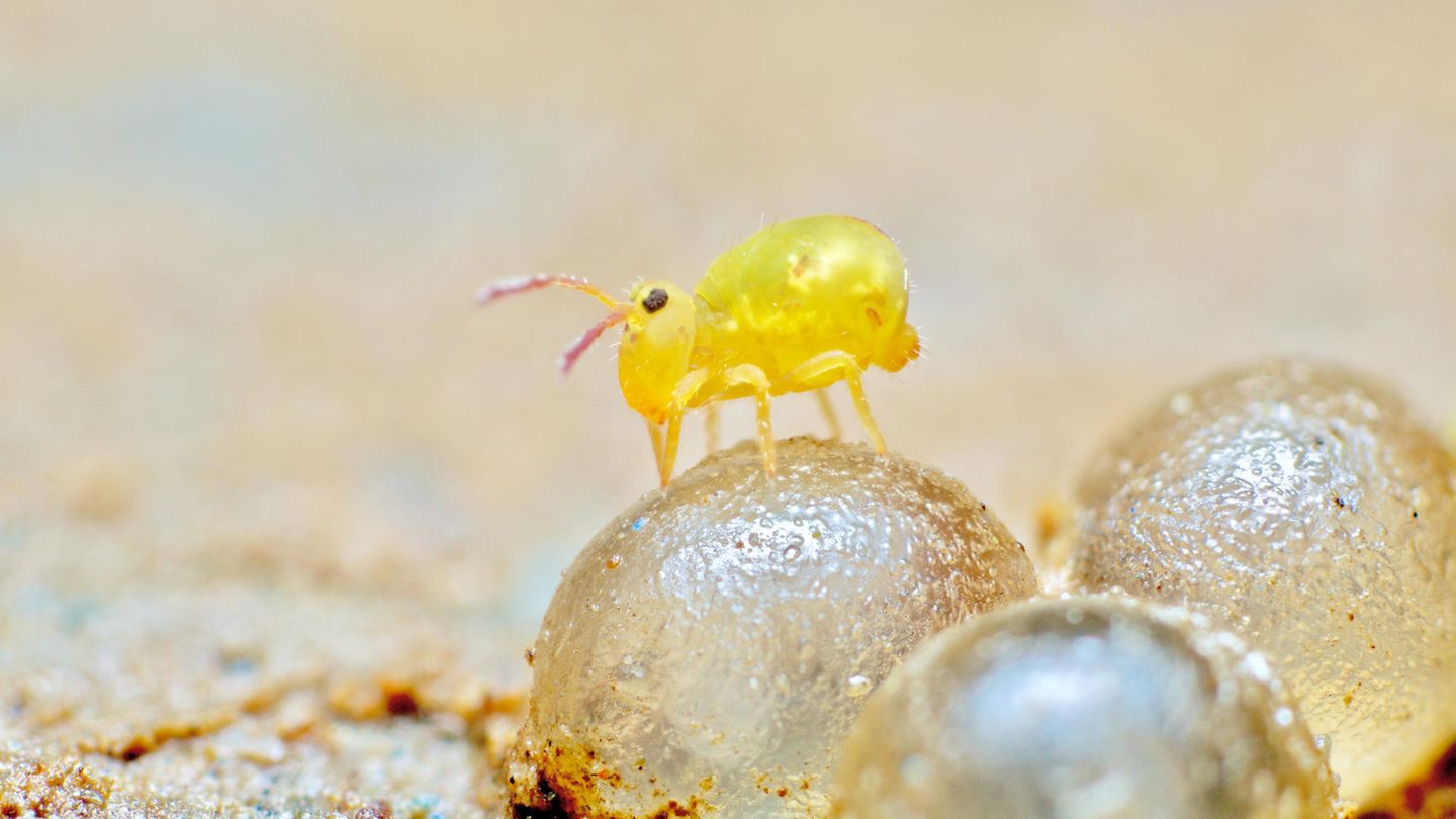 Springschwänze, hier Dicyrtomina minuta, sind nur ein, zwei Millimeter lang und haben eine blassgoldene Farbe. Sie tragen im Boden zur Humusbildung bei